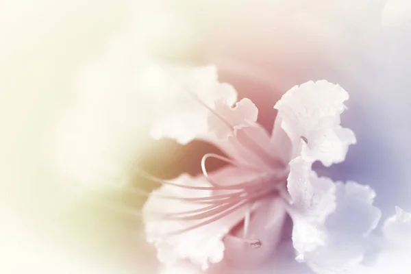 Schöne Blumen Mit Farbfiltern Abstrakt — Stockfoto
