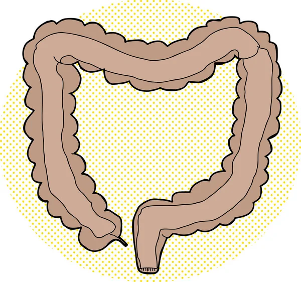 Interior Dibujado Mano Del Intestino Grueso Humano — Foto de Stock