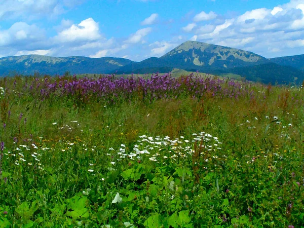 Vistas Montaña Con Flores Efecto Pintura — Foto de Stock