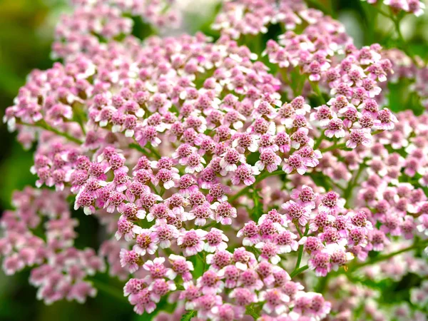 Close Flores Florescentes Achillea Millefolium — Fotografia de Stock