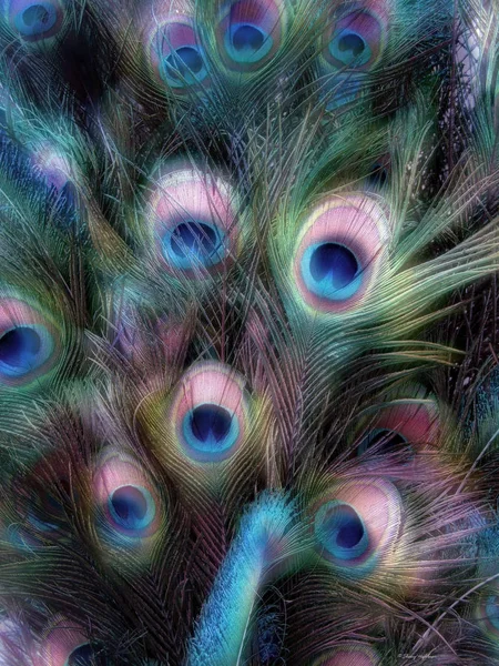 Peacock feathers in a vase, Photo-manipulation