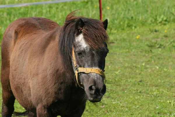 Pony Pasture Portrait — Stock Photo, Image