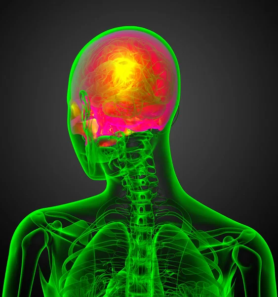 Renderizar Ilustración Médica Parte Superior Del Cráneo Vista Posterior —  Fotos de Stock