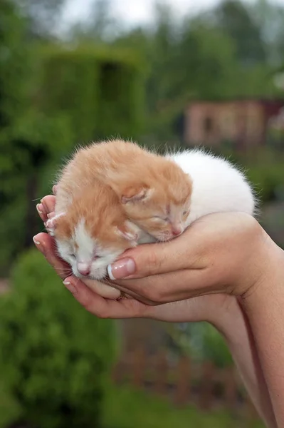 Bellissimi Animali Domestici Giovani Gatti Carini — Foto Stock