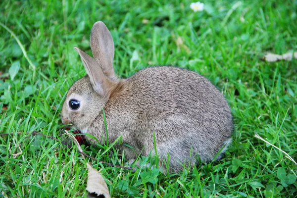 Lindo Gris Salvaje Bebé Conejo Hierba Comer Cereza — Foto de Stock