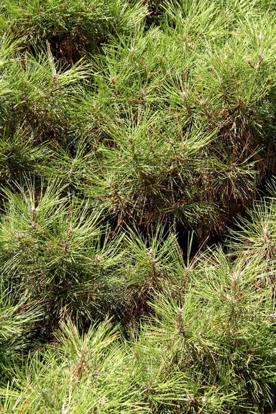 Texture Needles Pine Tree — Stock Photo, Image