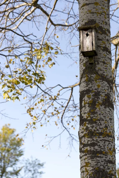 Vogelhuisje Berken Boom Herfst — Stockfoto