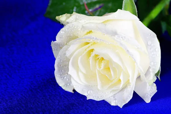 Rosa Blanca Aísla Sobre Fondo Azul — Foto de Stock