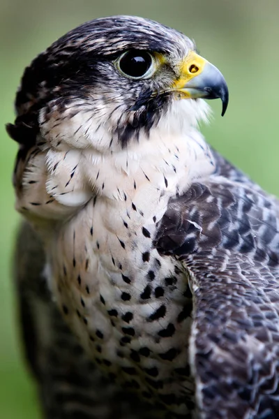 Falcon bird on background,close up