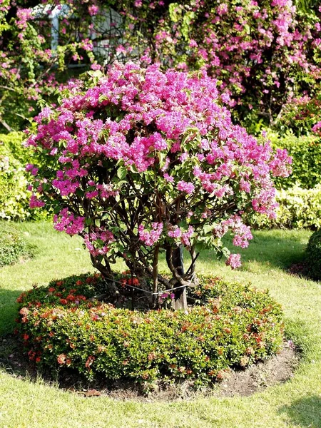 Die Auswahl Verschiedener Bunter Blumen Der Natur — Stockfoto