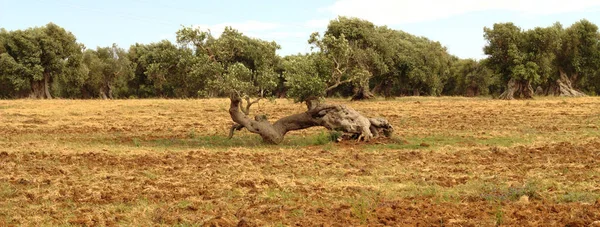 Ulivo Solitario Nel Sud Italia — Foto Stock