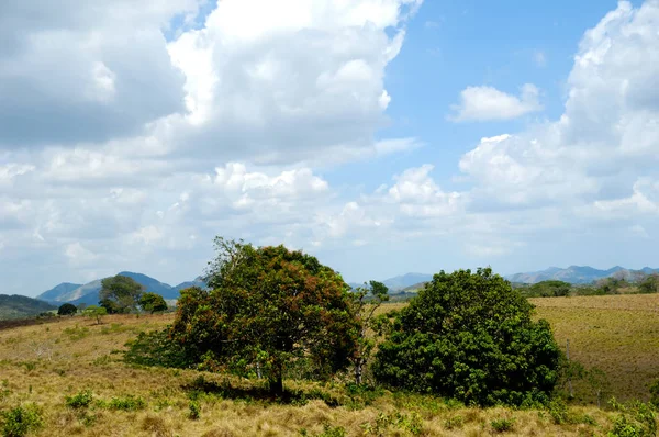 Alberi Nella Natura Verde Della Repubblica Dominicana — Foto Stock