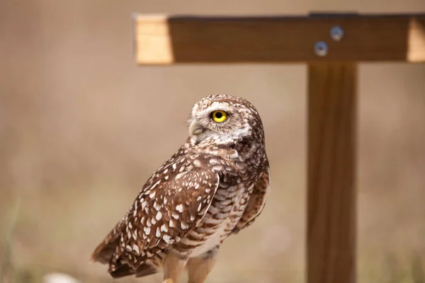 Burrowing Owl Athene Cunicularia Perched Its Burrow Marco Island Florida — Stock Photo, Image