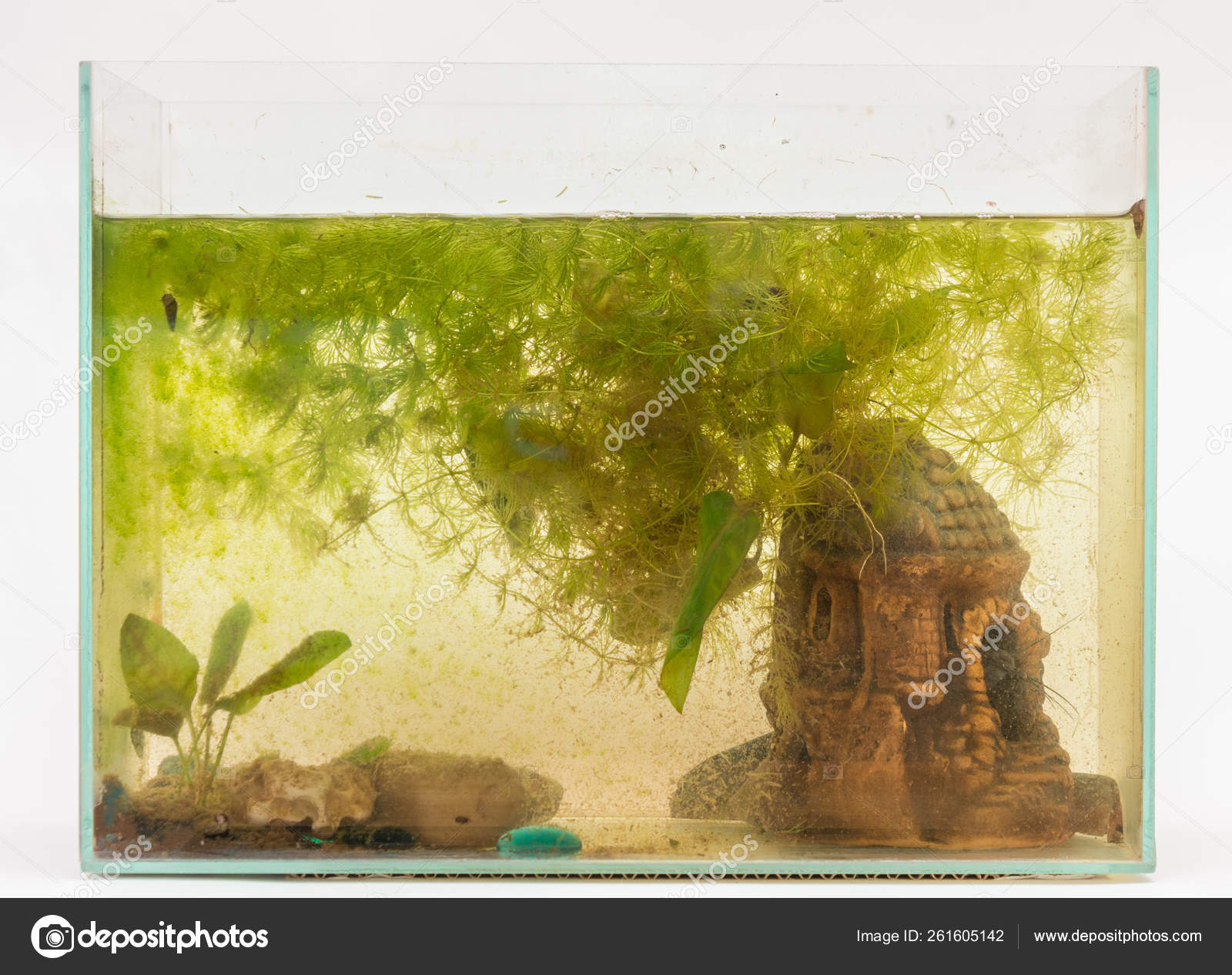 Unduh 76 Koleksi Background Aquarium White Gratis