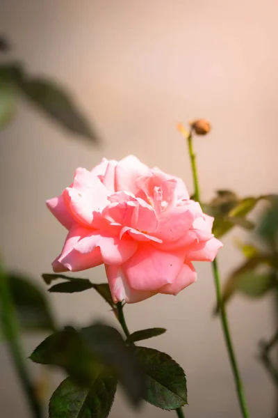 Rosas Jardim Rosas São Bonitas Com Belo Dia Ensolarado — Fotografia de Stock