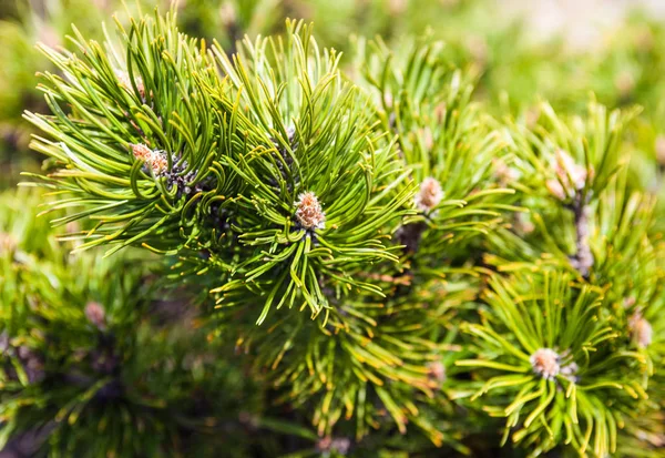 Closeup Pine Buds Needles — Stock Photo, Image