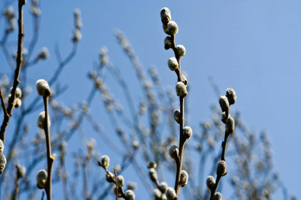 Willow Catkin Close — Stock Photo, Image