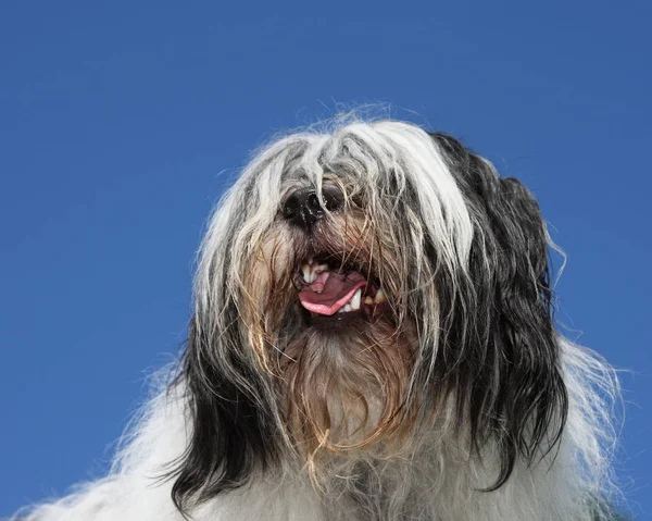 Ritratto Sorridente Bianco Nero Shaggy Tibetan Terrier Cane Contro Cielo — Foto Stock