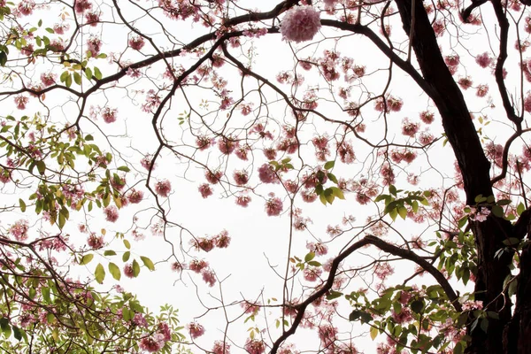 Pink Tabebuia Virág Virágzó Tavaszi Szezonban — Stock Fotó