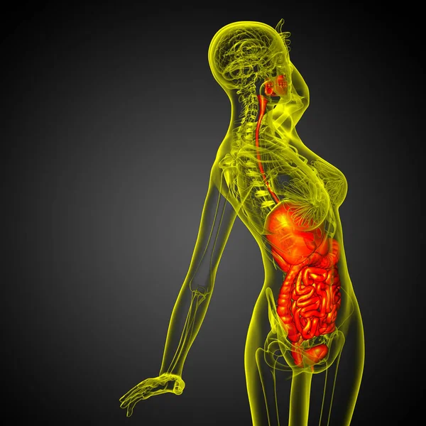 Hacer Ilustración Médica Del Sistema Digestivo Humano Vista Lateral — Foto de Stock