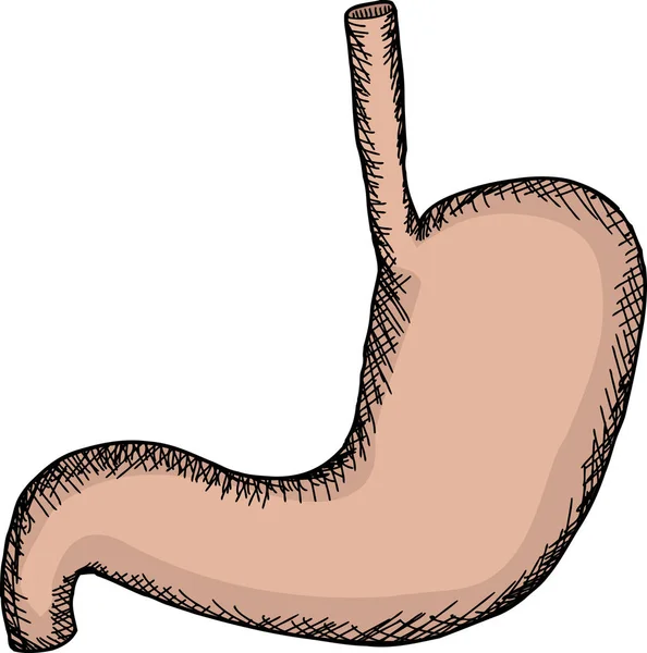 Mano Dibujado Solo Estómago Humano Sobre Fondo Aislado — Foto de Stock