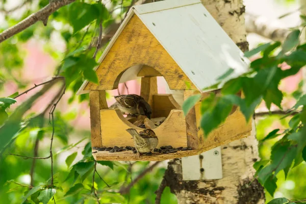 Mussen Een Kribbe Pikken Zonnebloempitten — Stockfoto