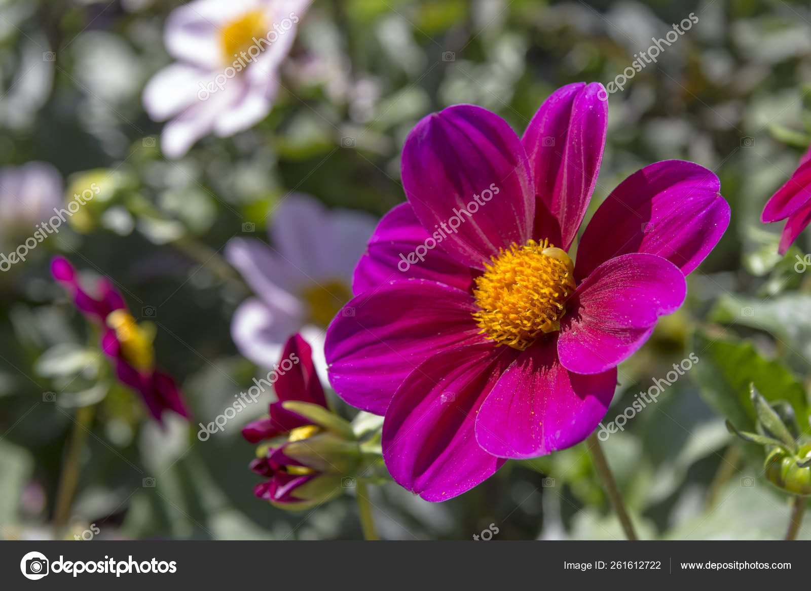 Belo Jardim Flores Coloridas Com Várias Flores fotos, imagens de ©  YAYImages #261612722