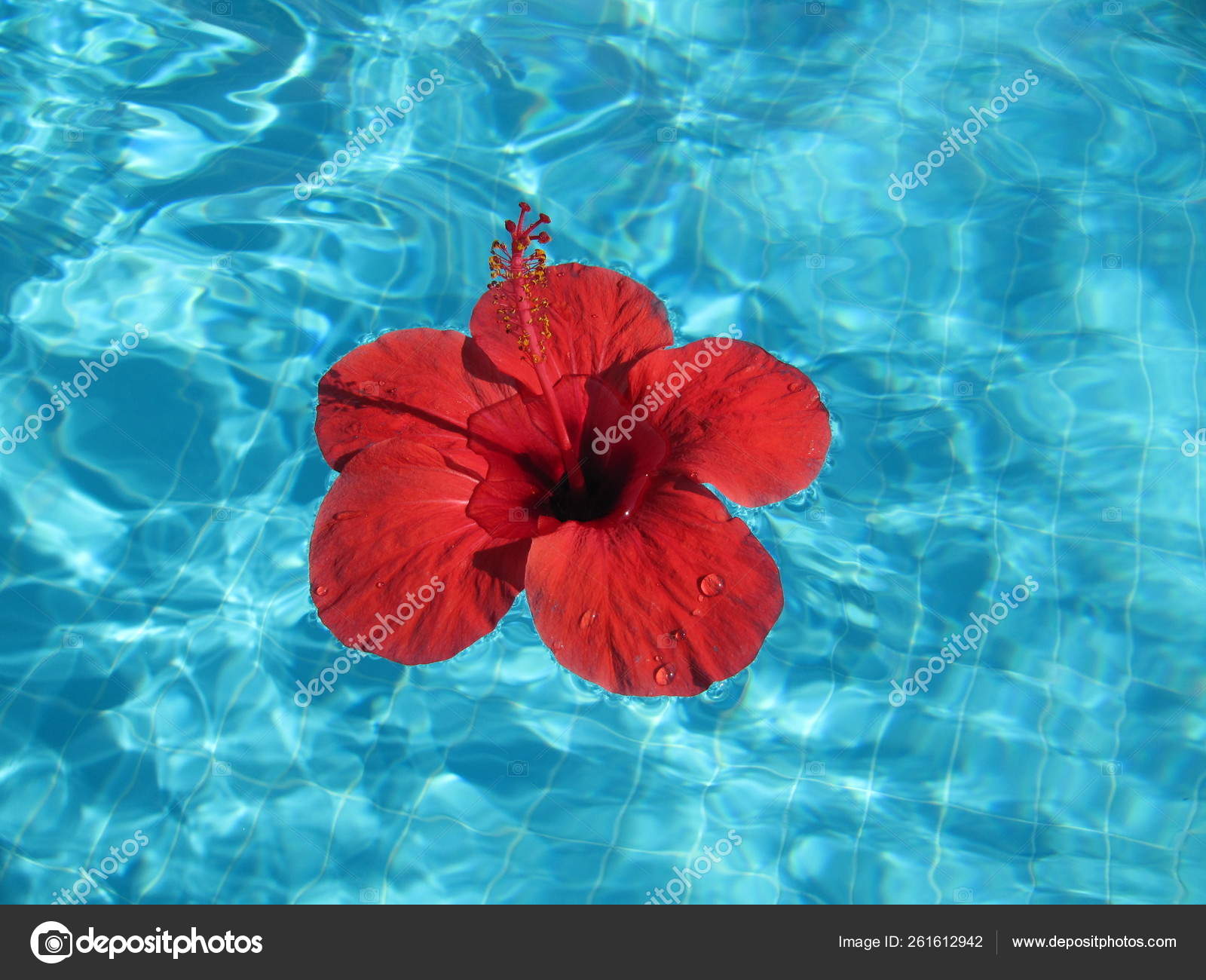 Macro Imagem Uma Flor Vermelha Piscina Fundo Azul Piscina Brilho — Foto ©  YAYImages #261612942, image size:1600x1300