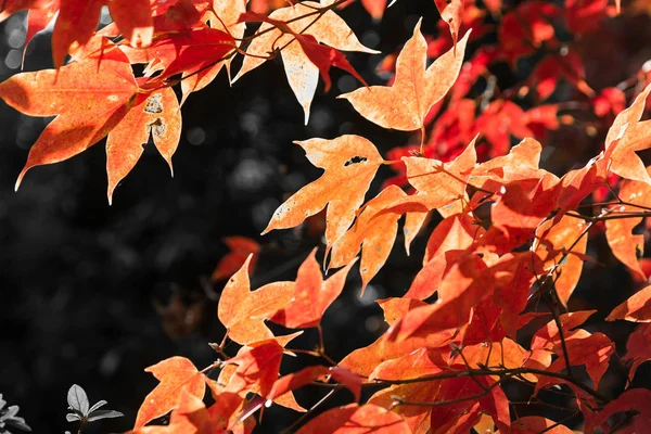 Maple Foglia Rossa Con Luce Del Sole Fronte Sfondo Scuro — Foto Stock