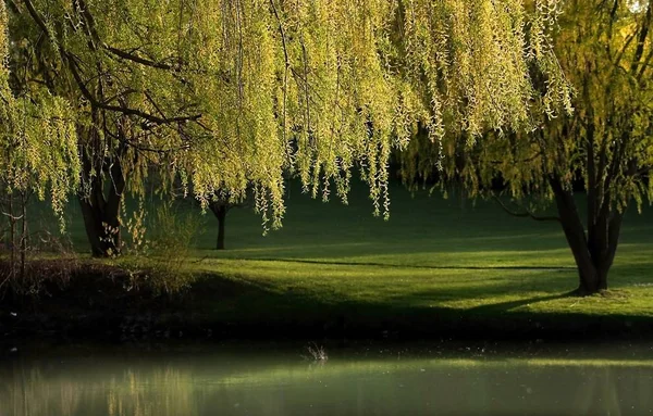 Willow Träd Vid Flodsidan Michigan Park — Stockfoto