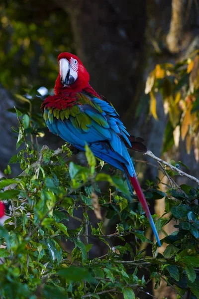 Arka Planda Hayvanat Bahçesinde Güzel Papağan Yakın — Stok fotoğraf