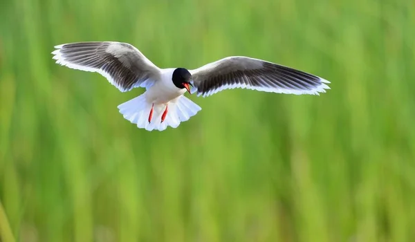 Gaviota Cabeza Negra Larus Ridibundus Vuelo Sobre Fondo Hierba Verde — Foto de Stock