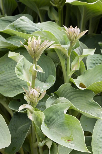 Hosta Ett Släkte Växter Som Vanligen Kallas Hostas Bladliljor Och — Stockfoto