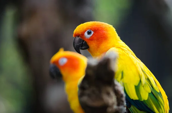 Gyönyörű Macow Papagájok Fióktelep — Stock Fotó