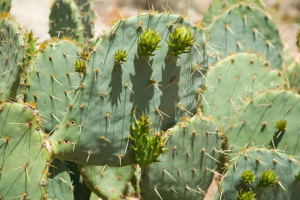 Prickly Päron Kaktus Bild Tagen Strax Innan Blommorna Började Blomma — Stockfoto