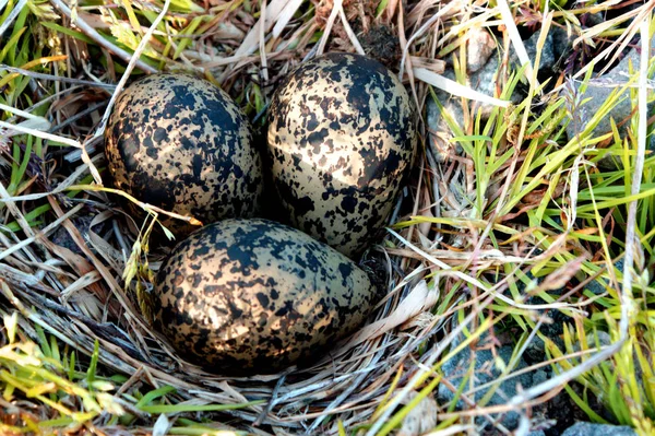 Ägg Nordlig Tofsvipa — Stockfoto