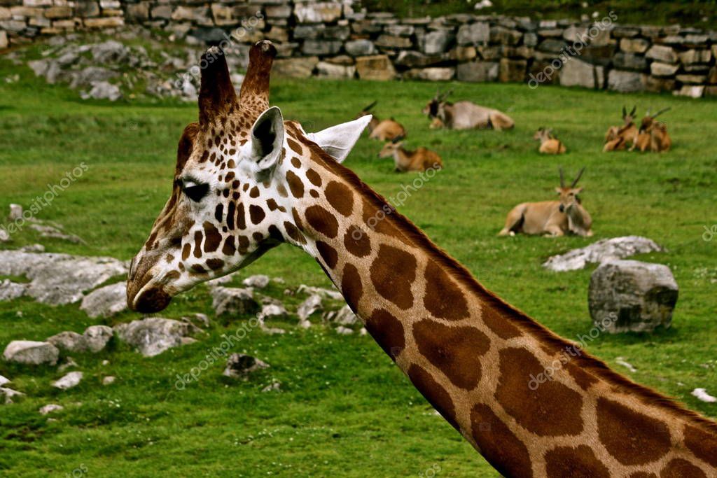 YAYImages
