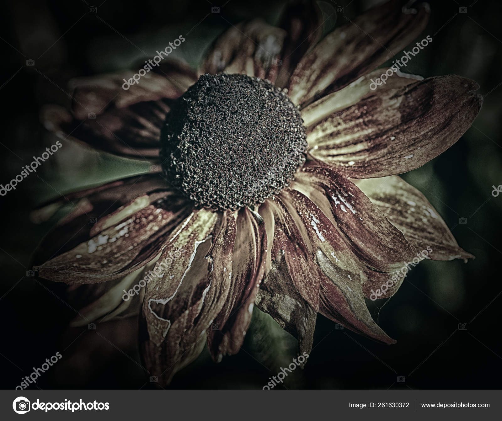Evanescence Shown Spent Flowers Stock Photo by ©YAYImages 261630372