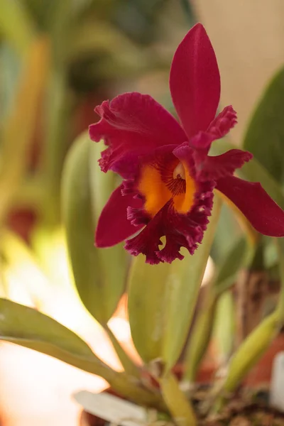 Cattleya Orchideenblume Blüht Sommer Hawaii Einem Botanischen Garten — Stockfoto