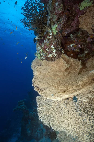 Ventilatore Barriera Corallina Tropicale Nel Mar Rosso — Foto Stock