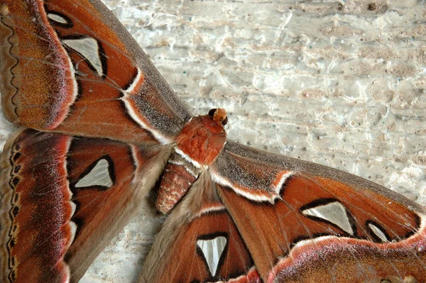 Brown Butterfly Beautiful Wings Pattern — Stock Photo, Image