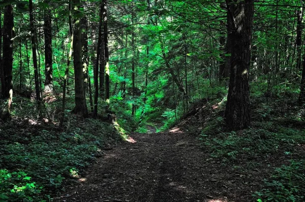 Sentier Forestier Ombre Des Arbres Des Arbustes — Photo