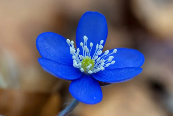 Świeży Piękny Kwiat Anemonu Zamknij Widok — Zdjęcie stockowe