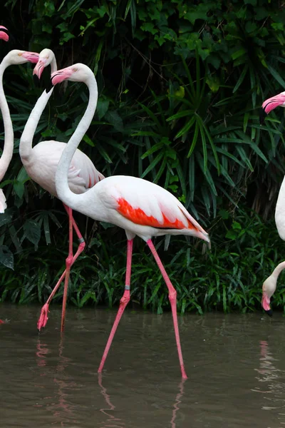 Μεγαλύτερο Φλαμίνγκο Phoenicopterus Roseus — Φωτογραφία Αρχείου