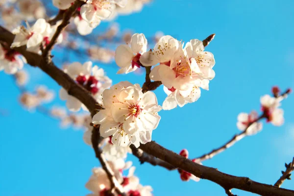 Flores Damasco Branco Com Fundo Azul Céu — Fotografia de Stock