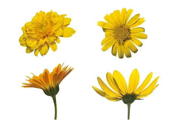 Cuatro Flores Aisladas Asteraceaes Amarillas Sobre Fondo Blanco — Foto de Stock