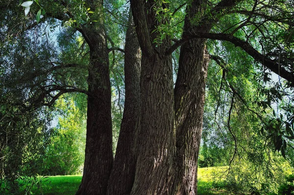 Mäktiga Stammar Willows Kanten Fältet — Stockfoto