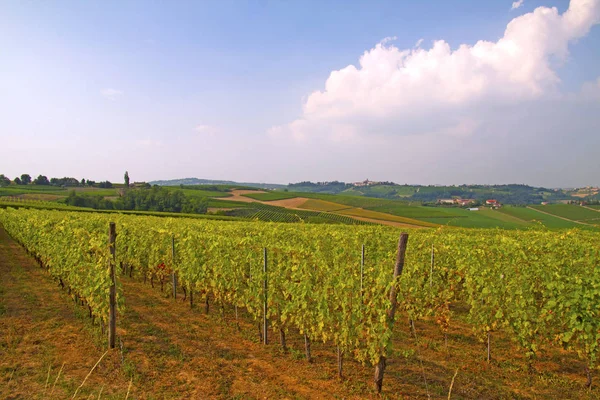 Paysage Collines Avec Gros Plan Vignes — Photo