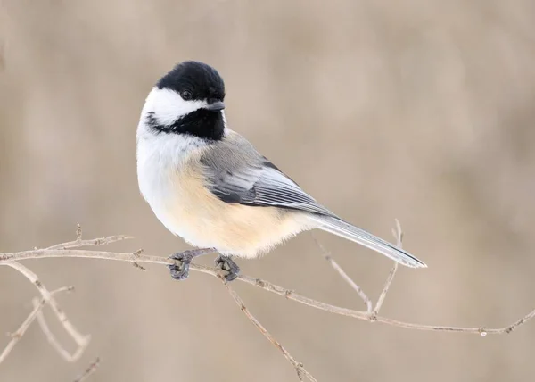 Svart Capped Chickadee Uppflugna Gren — Stockfoto