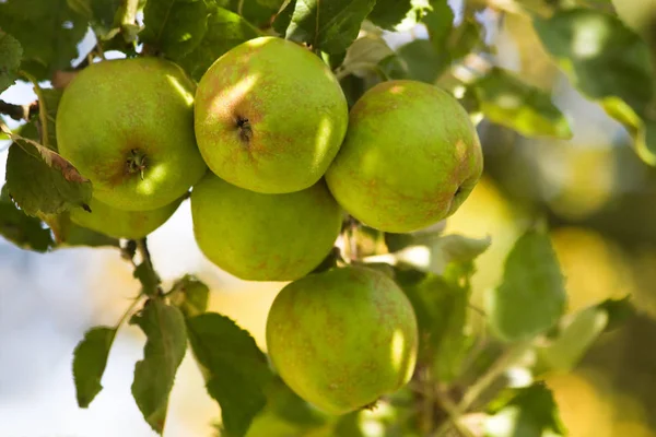 Alma Morningsun Riping Appletree Guest Nyáron Vízszintes Kép — Stock Fotó